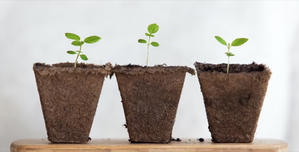 Three plants next to each other growing Unsplash - Daniel Öberg