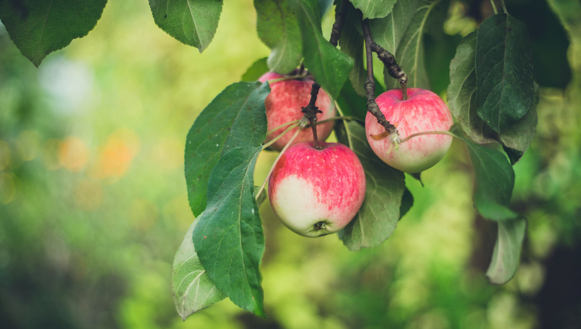 Fruits hanging Unsplash - Marina Khrapova